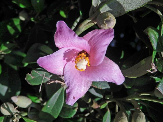 Lagunaria patersonii (Andr.) G. Don