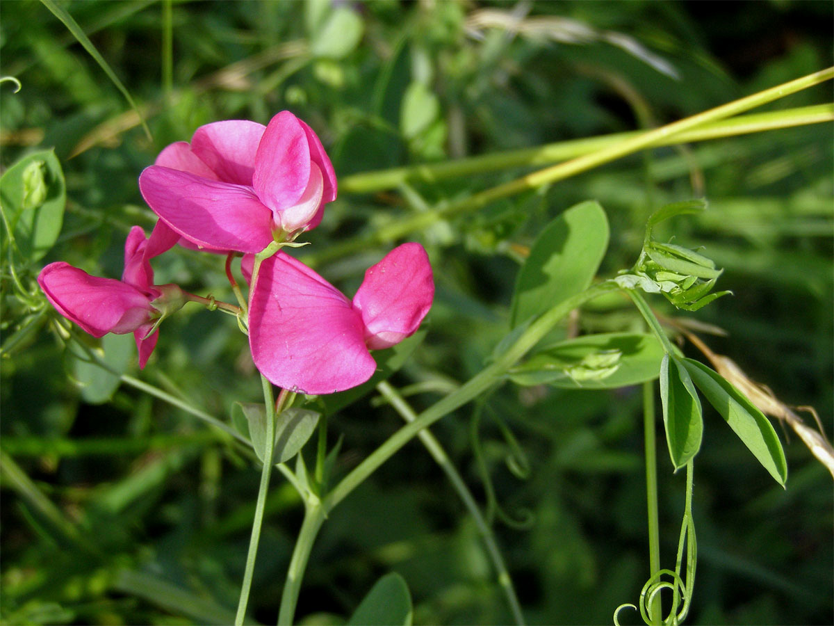 Hrachor hlíznatý (Lathyrus tuberosus L.)