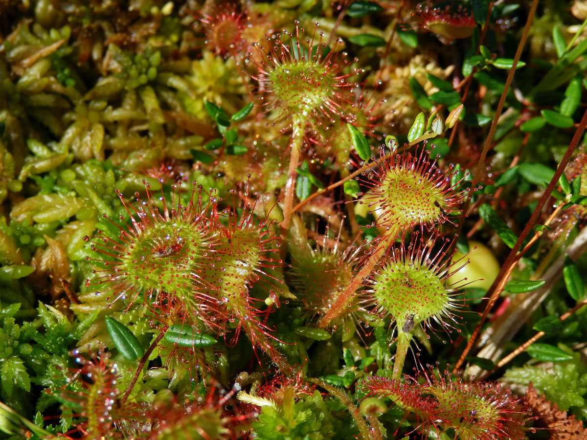 Rosnatka okrouhlolistá (Drosera rotundifolia L.)