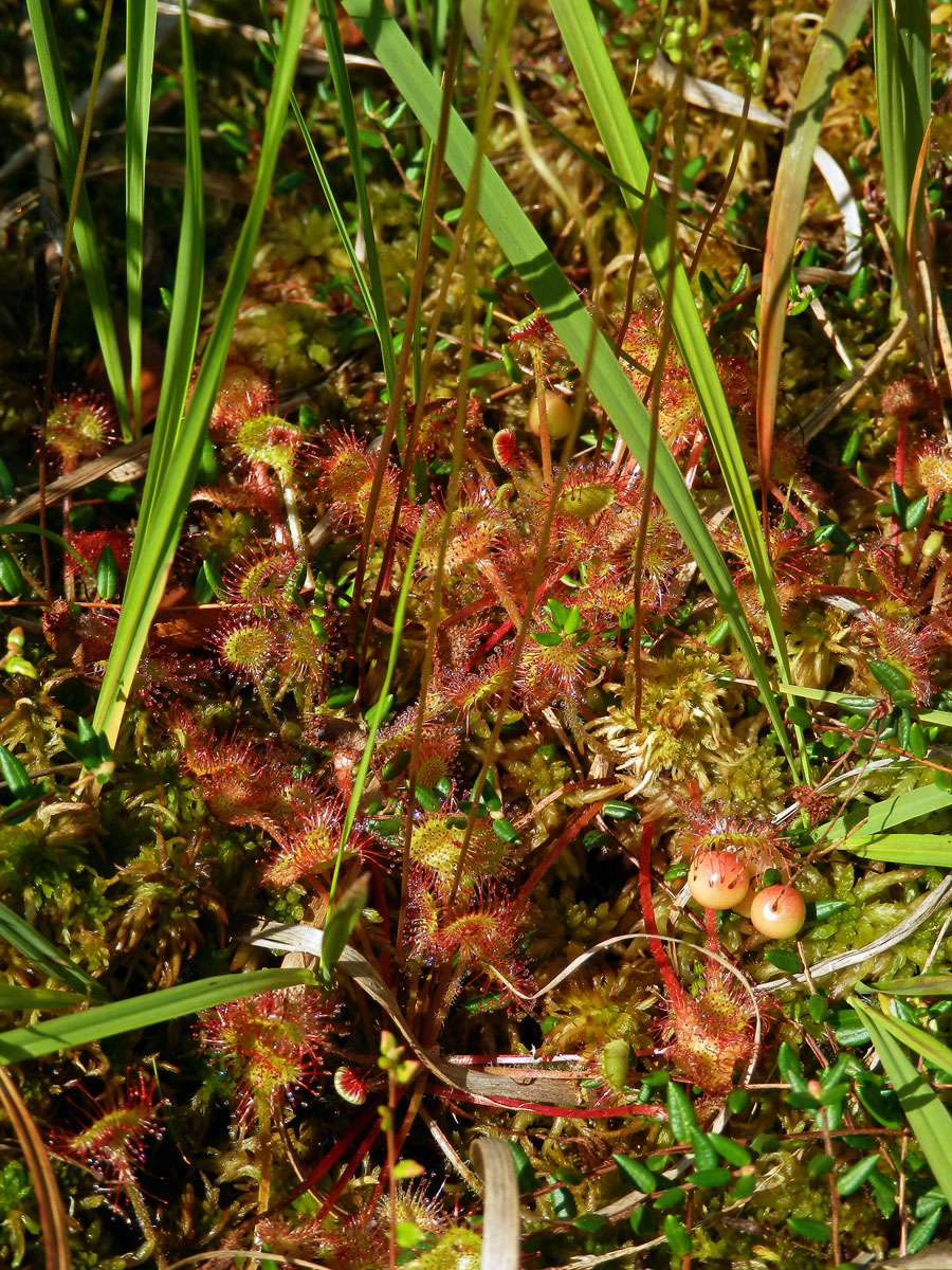 Rosnatka okrouhlolistá (Drosera rotundifolia L.)