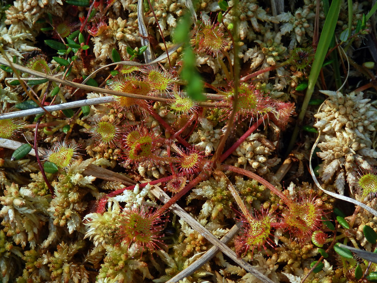 Rosnatka okrouhlolistá (Drosera rotundifolia L.)