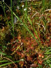 Rosnatka okrouhlolistá (Drosera rotundifolia L.)