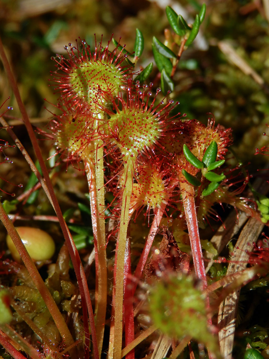 Rosnatka okrouhlolistá (Drosera rotundifolia L.)