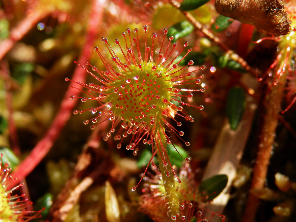 Rosnatka okrouhlolistá (Drosera rotundifolia L.)