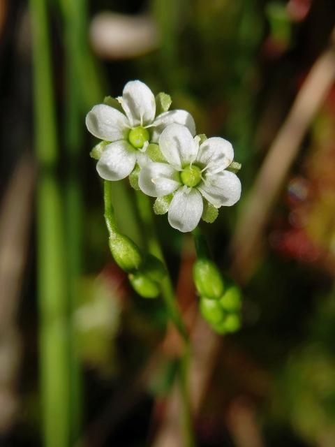 Rosnatka okrouhlolistá (Drosera rotundifolia L.)