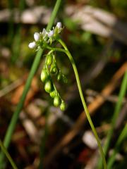 Rosnatka okrouhlolistá (Drosera rotundifolia L.)