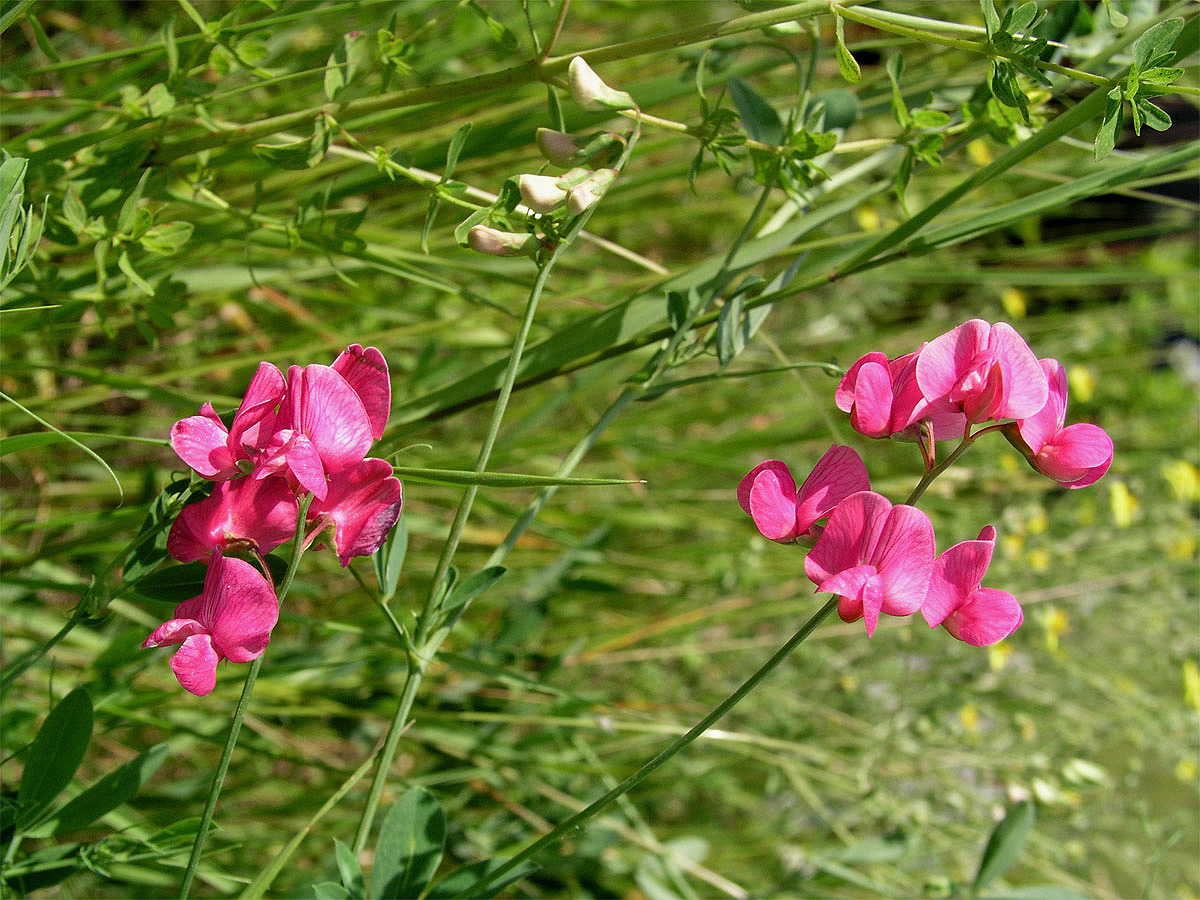 Hrachor hlíznatý (Lathyrus tuberosus L.)