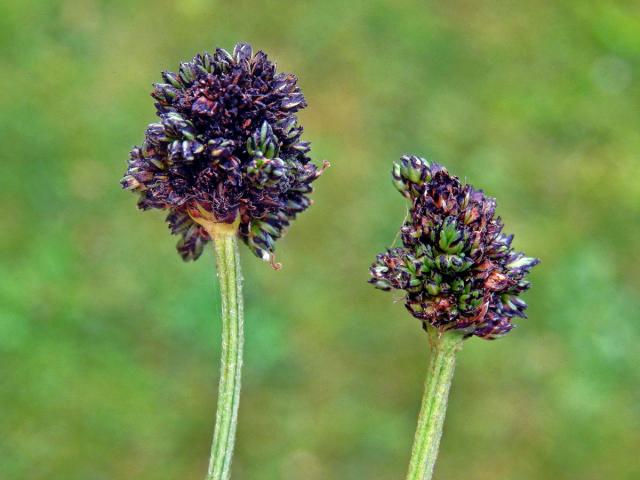 Hálky na jitroceli kopinatém (Plantago lanceolata L.), původce neznámý