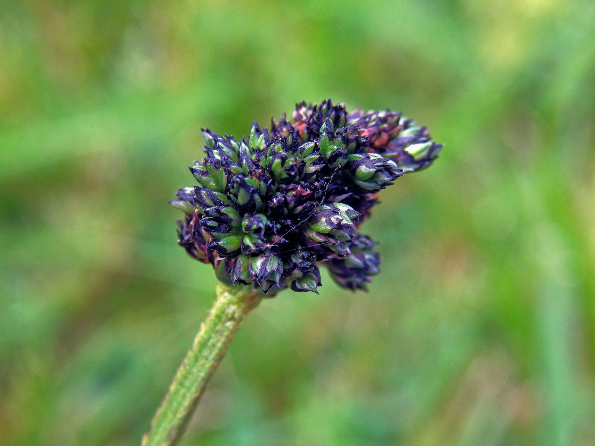 Hálky na jitroceli kopinatém (Plantago lanceolata L.), původce neznámý