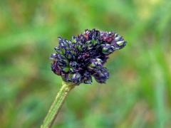 Hálky na jitroceli kopinatém (Plantago lanceolata L.), původce neznámý