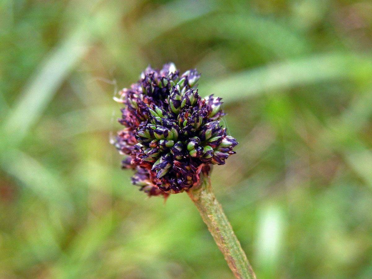 Hálky na jitroceli kopinatém (Plantago lanceolata L.), původce neznámý