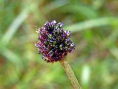 Hálky na jitroceli kopinatém (Plantago lanceolata L.), původce neznámý