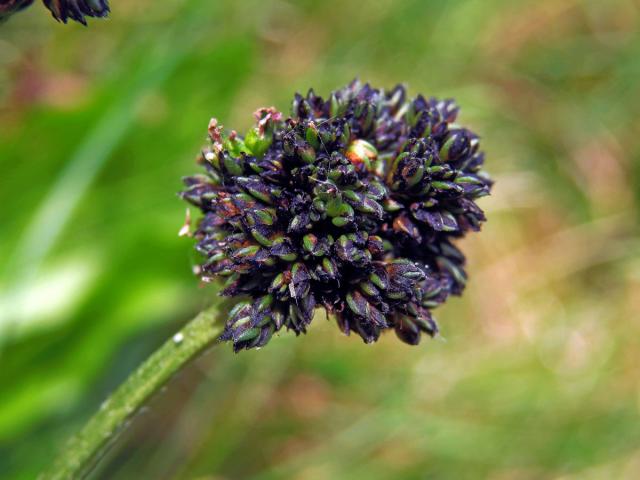 Hálky na jitroceli kopinatém (Plantago lanceolata L.), původce neznámý