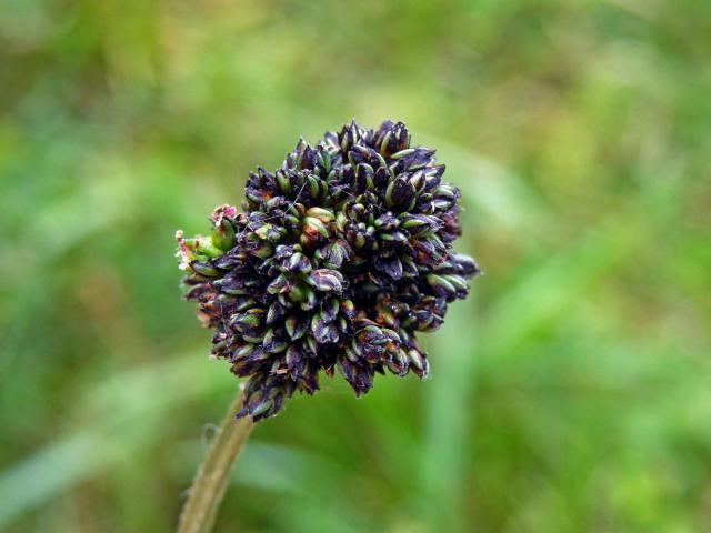 Hálky na jitroceli kopinatém (Plantago lanceolata L.), původce neznámý