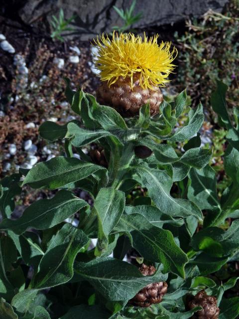 Chrpa žlutokvětá (Centaurea macrocephala Willd.)