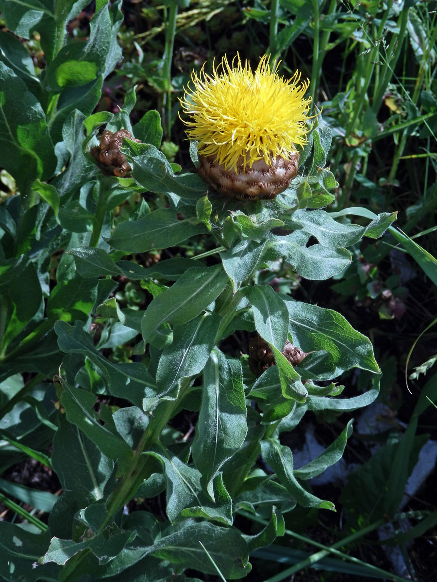 Chrpa žlutokvětá (Centaurea macrocephala Willd.)