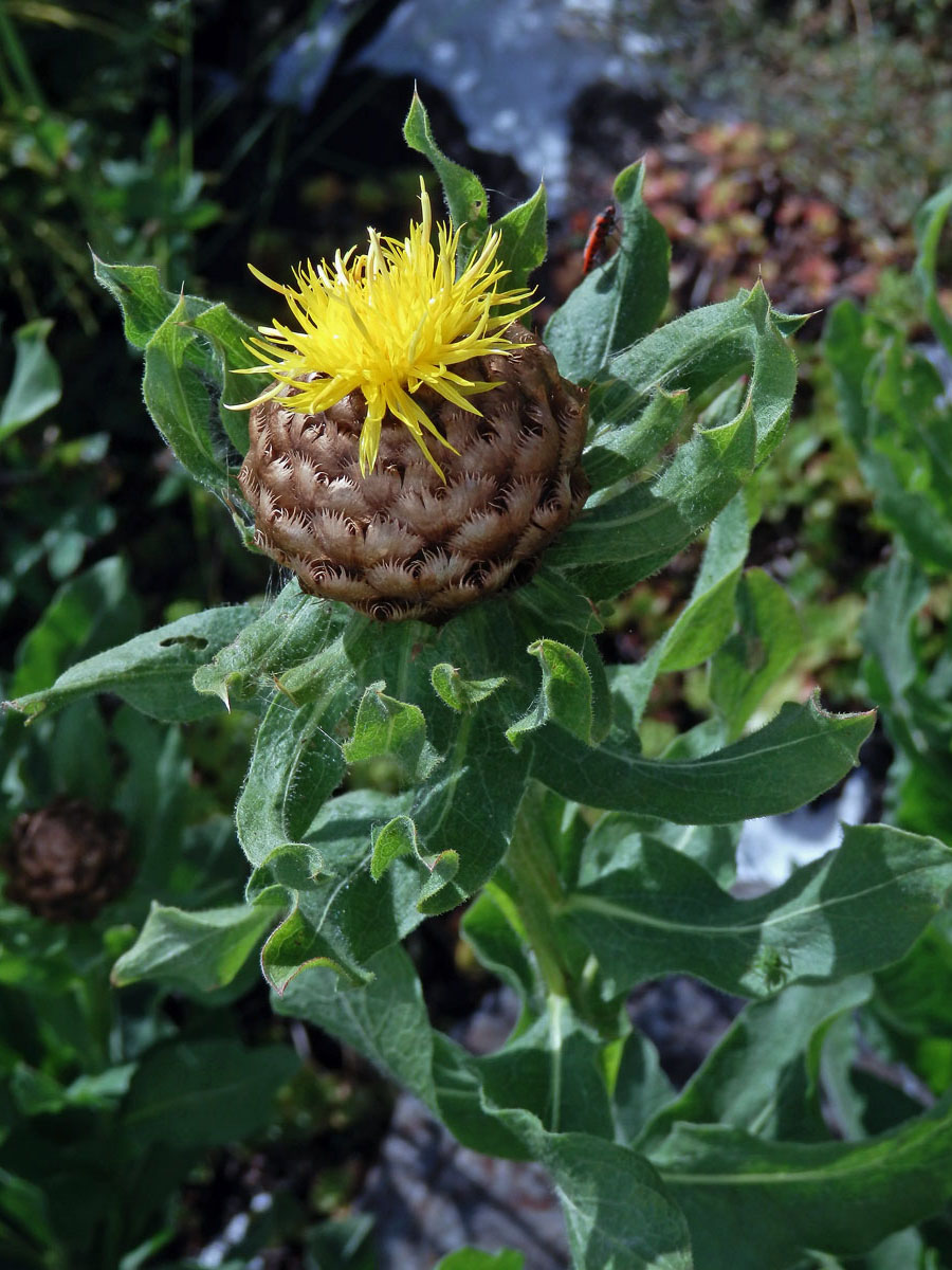 Chrpa žlutokvětá (Centaurea macrocephala Willd.)