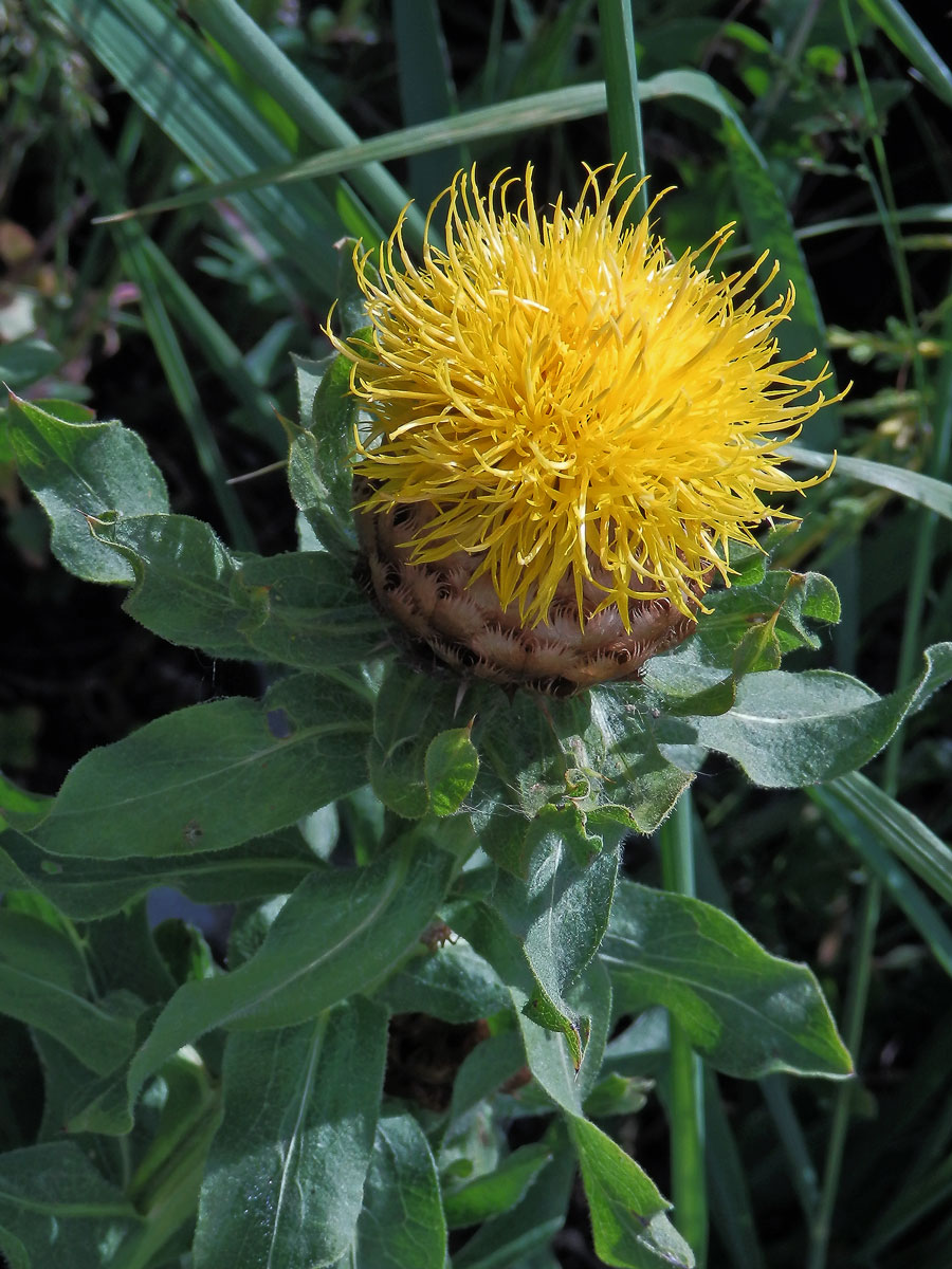 Chrpa žlutokvětá (Centaurea macrocephala Willd.)