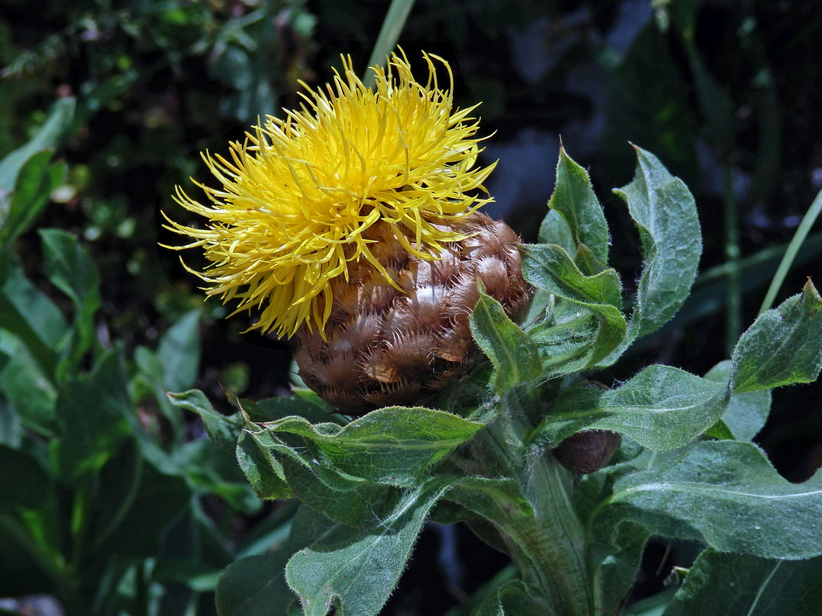 Chrpa žlutokvětá (Centaurea macrocephala Willd.)