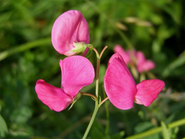 Hrachor hlíznatý (Lathyrus tuberosus L.)