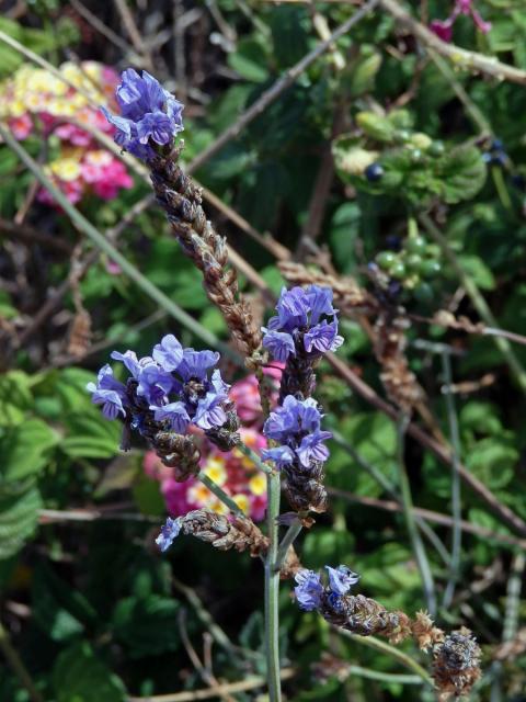 Levandule rozeklaná (Lavandula multifida L.)