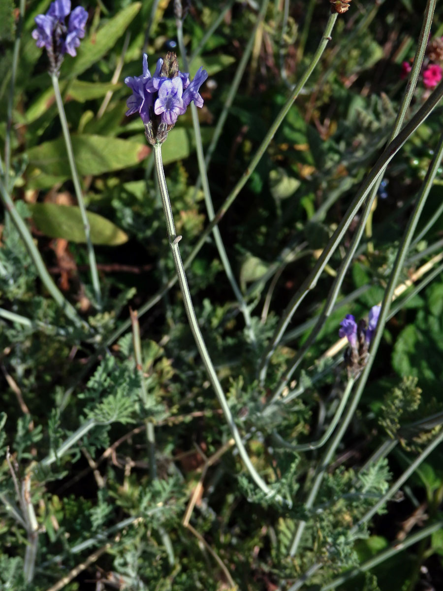 Levandule rozeklaná (Lavandula multifida L.)