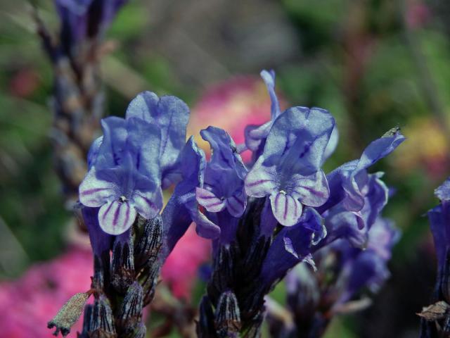 Levandule rozeklaná (Lavandula multifida L.)