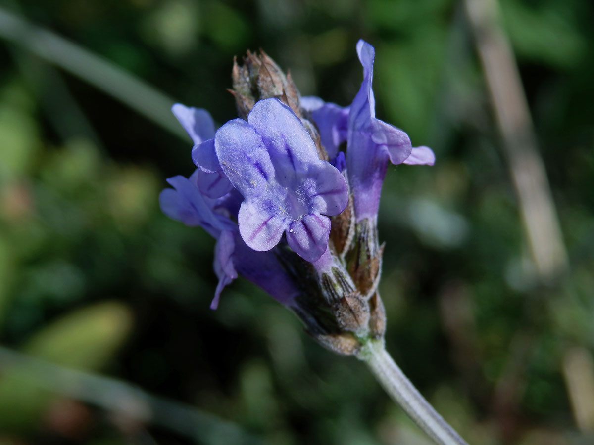 Levandule rozeklaná (Lavandula multifida L.)