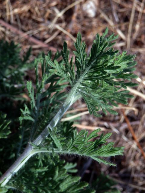 Levandule rozeklaná (Lavandula multifida L.)