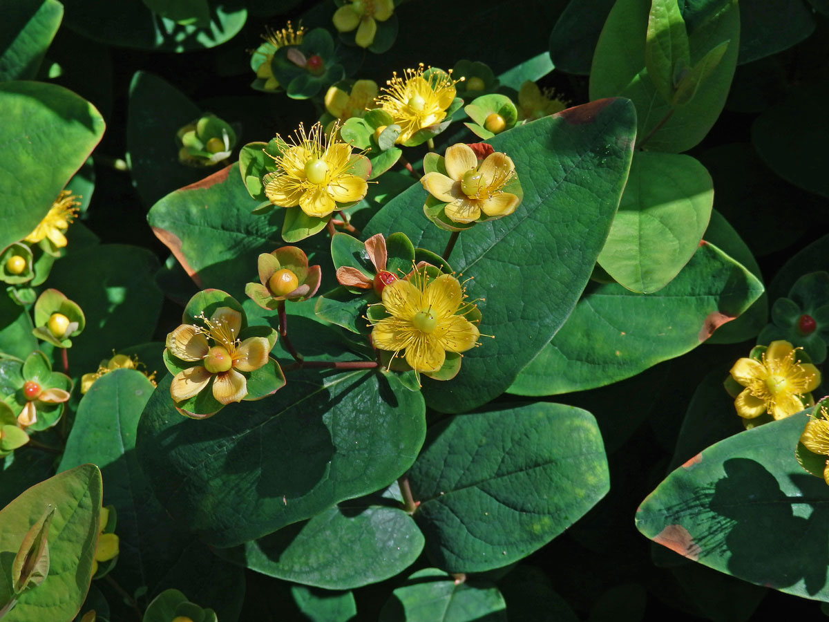 Třezalka bobulovitá (Hypericum androsaemum L.)