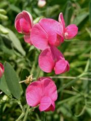 Hrachor hlíznatý (Lathyrus tuberosus L.)