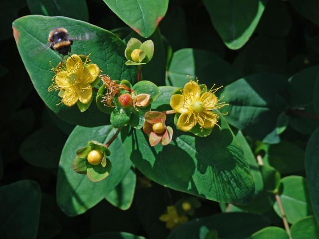 Třezalka bobulovitá (Hypericum androsaemum L.)