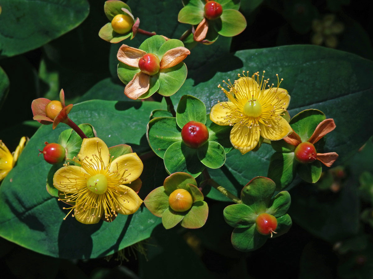 Třezalka bobulovitá (Hypericum androsaemum L.)