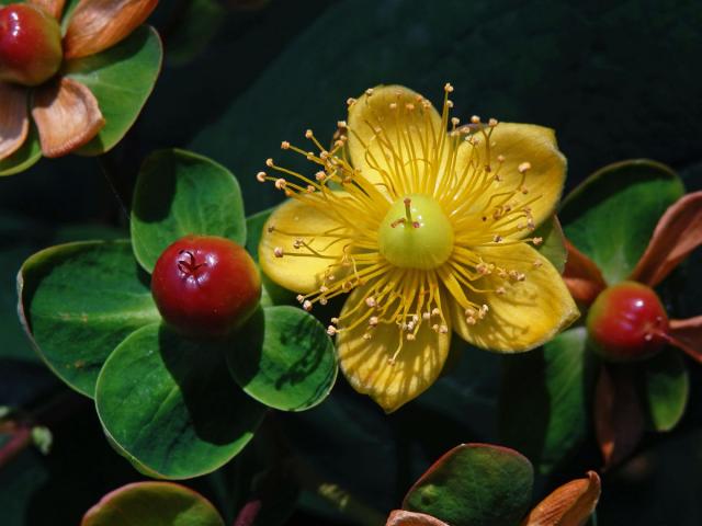 Třezalka bobulovitá (Hypericum androsaemum L.)