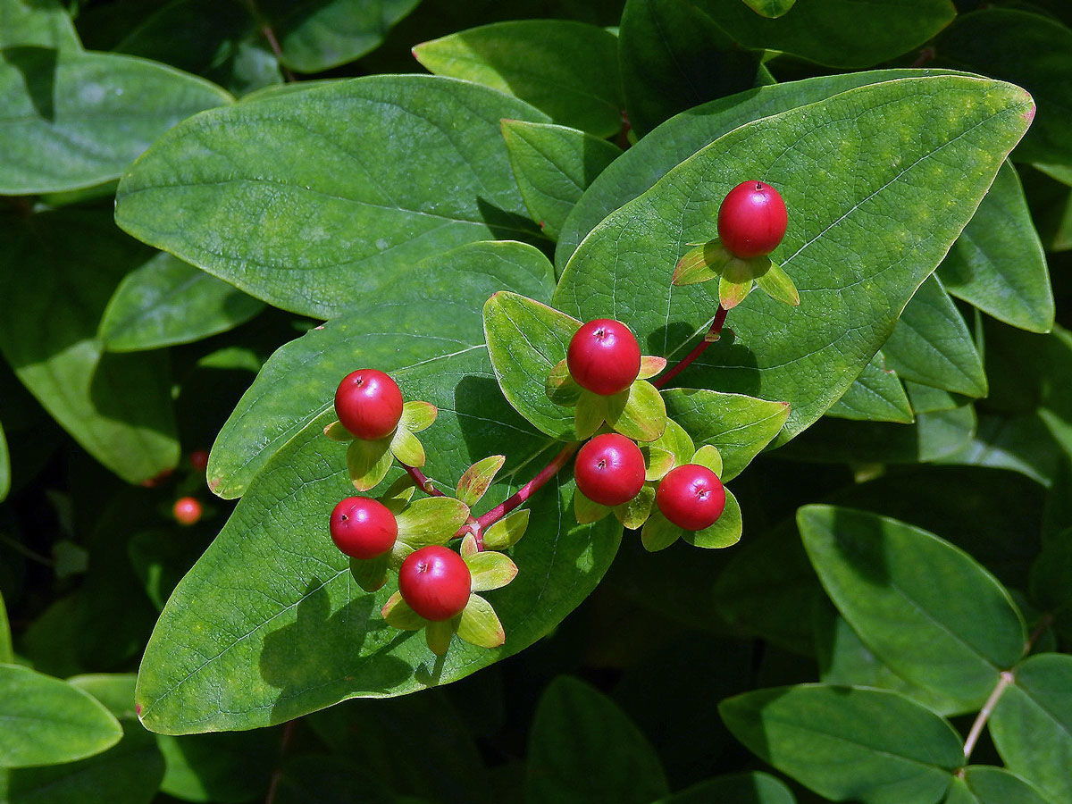 Třezalka bobulovitá (Hypericum androsaemum L.)