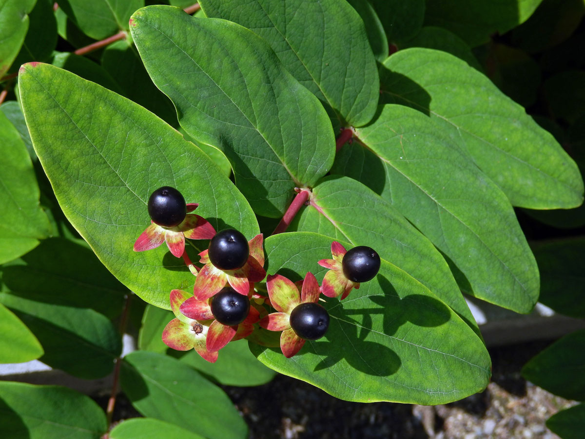 Třezalka bobulovitá (Hypericum androsaemum L.)