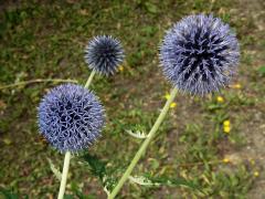 Bělotrn banátský (Echinops bannaticus Rochel ex Schrad.)