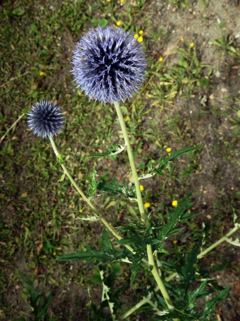 Bělotrn banátský (Echinops bannaticus Rochel ex Schrad.)