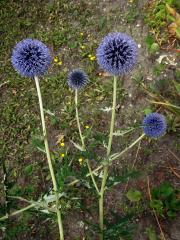 Bělotrn banátský (Echinops bannaticus Rochel ex Schrad.)