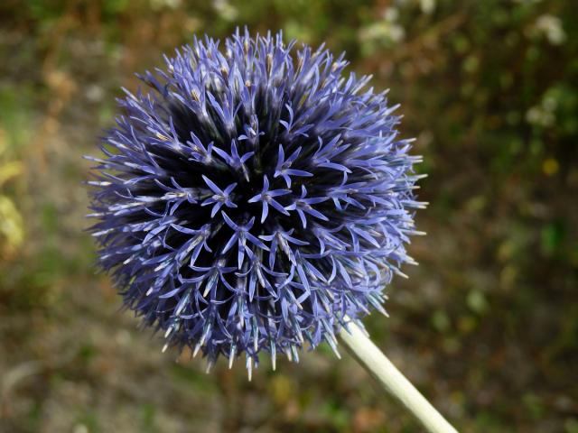 Bělotrn banátský (Echinops bannaticus Rochel ex Schrad.)