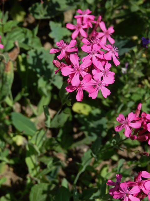 Silenka svazčitá (Silene armeria L.)