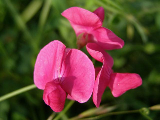 Hrachor hlíznatý (Lathyrus tuberosus L.)