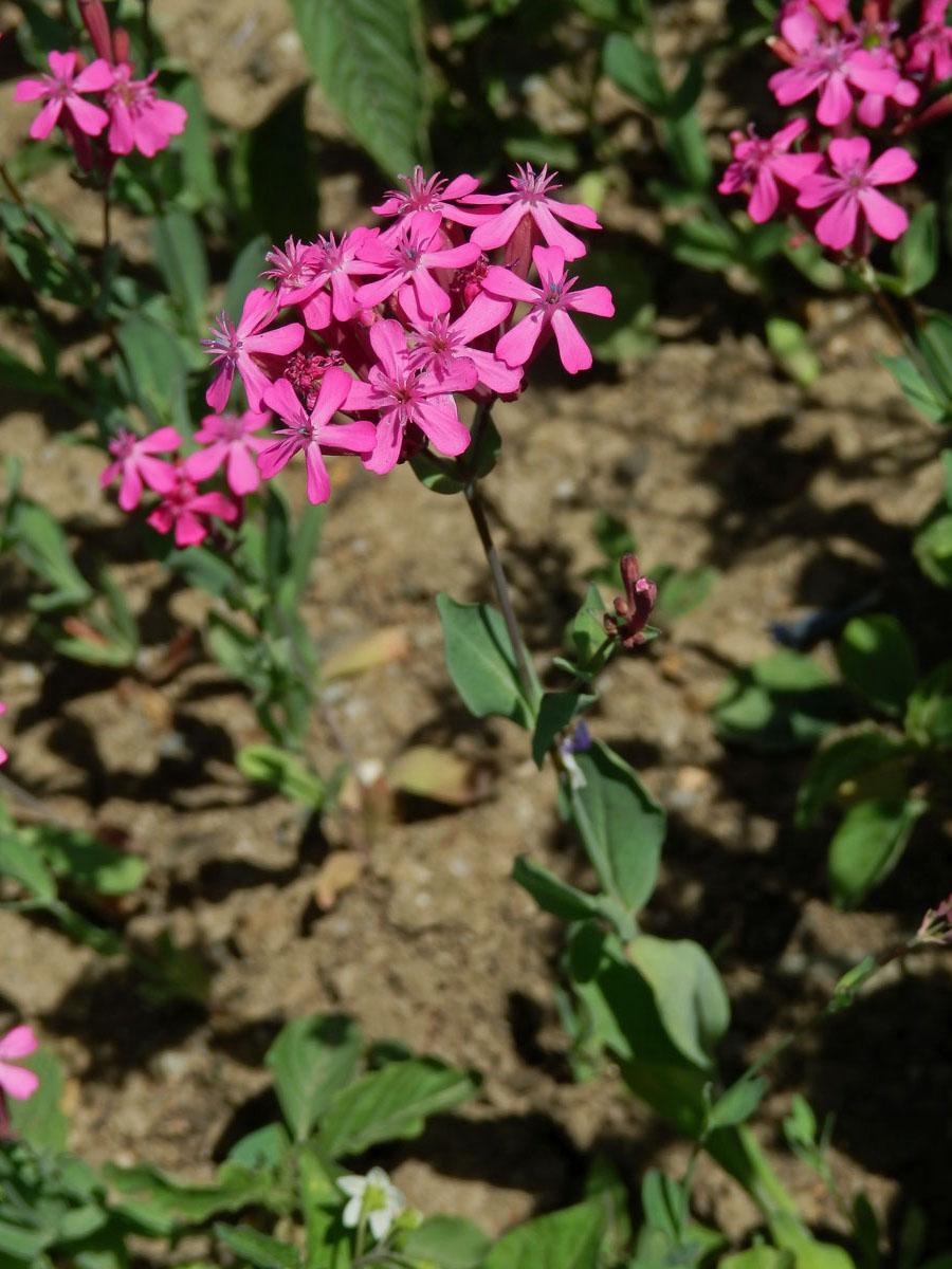 Silenka svazčitá (Silene armeria L.)