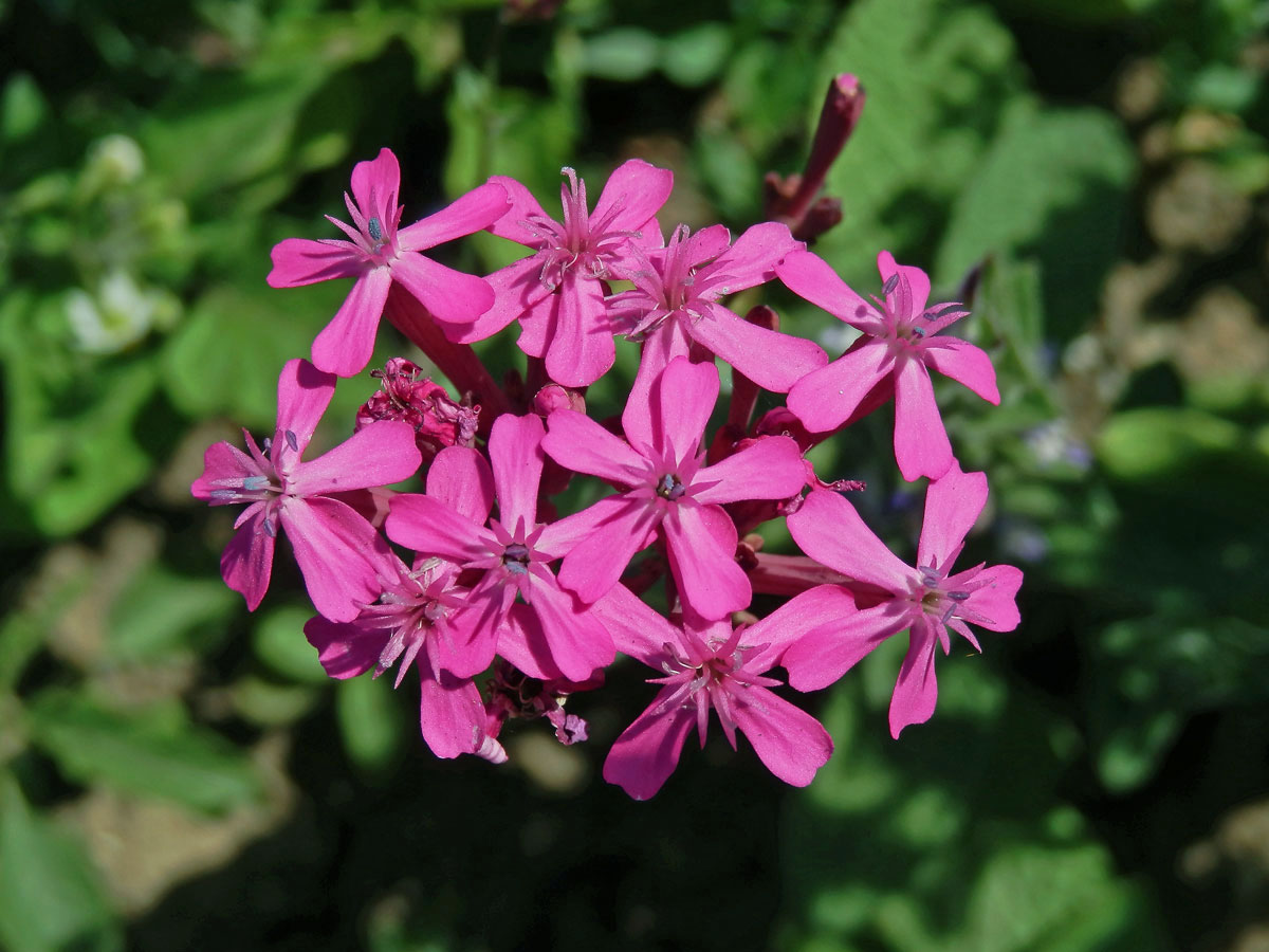 Silenka svazčitá (Silene armeria L.)