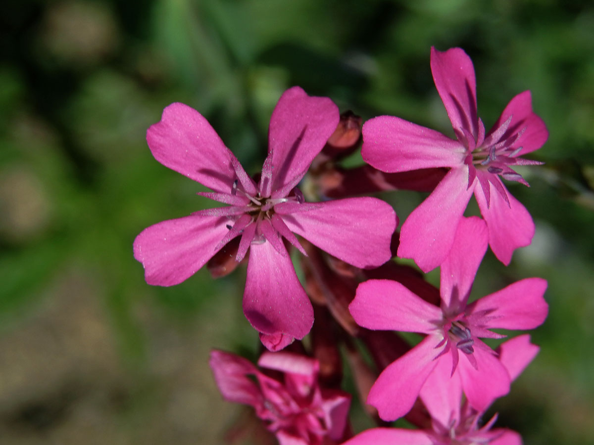 Silenka svazčitá (Silene armeria L.)