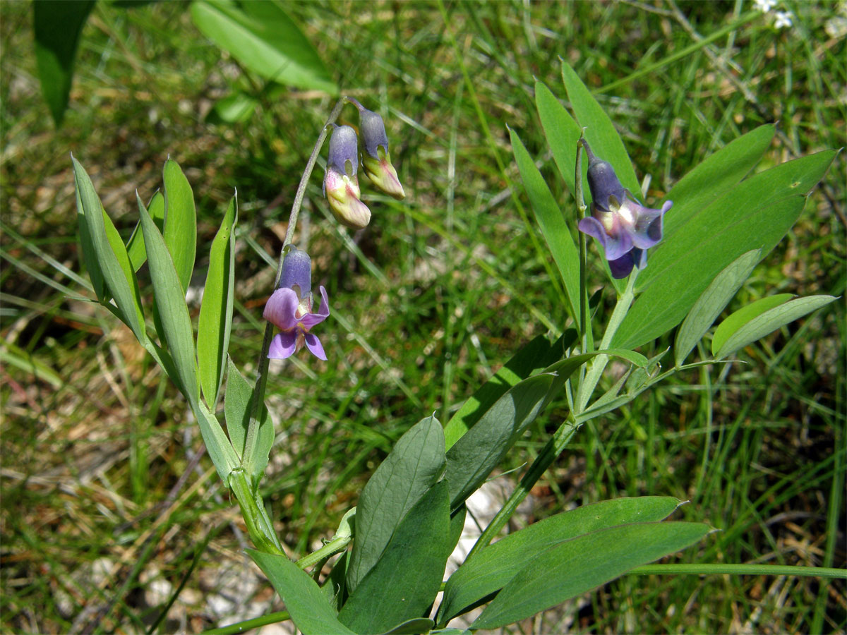 Hrachor černý (Lathyrus niger (L.) Bernh.)