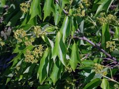 Javor Bürgerův (Acer buergerianum Miq.)