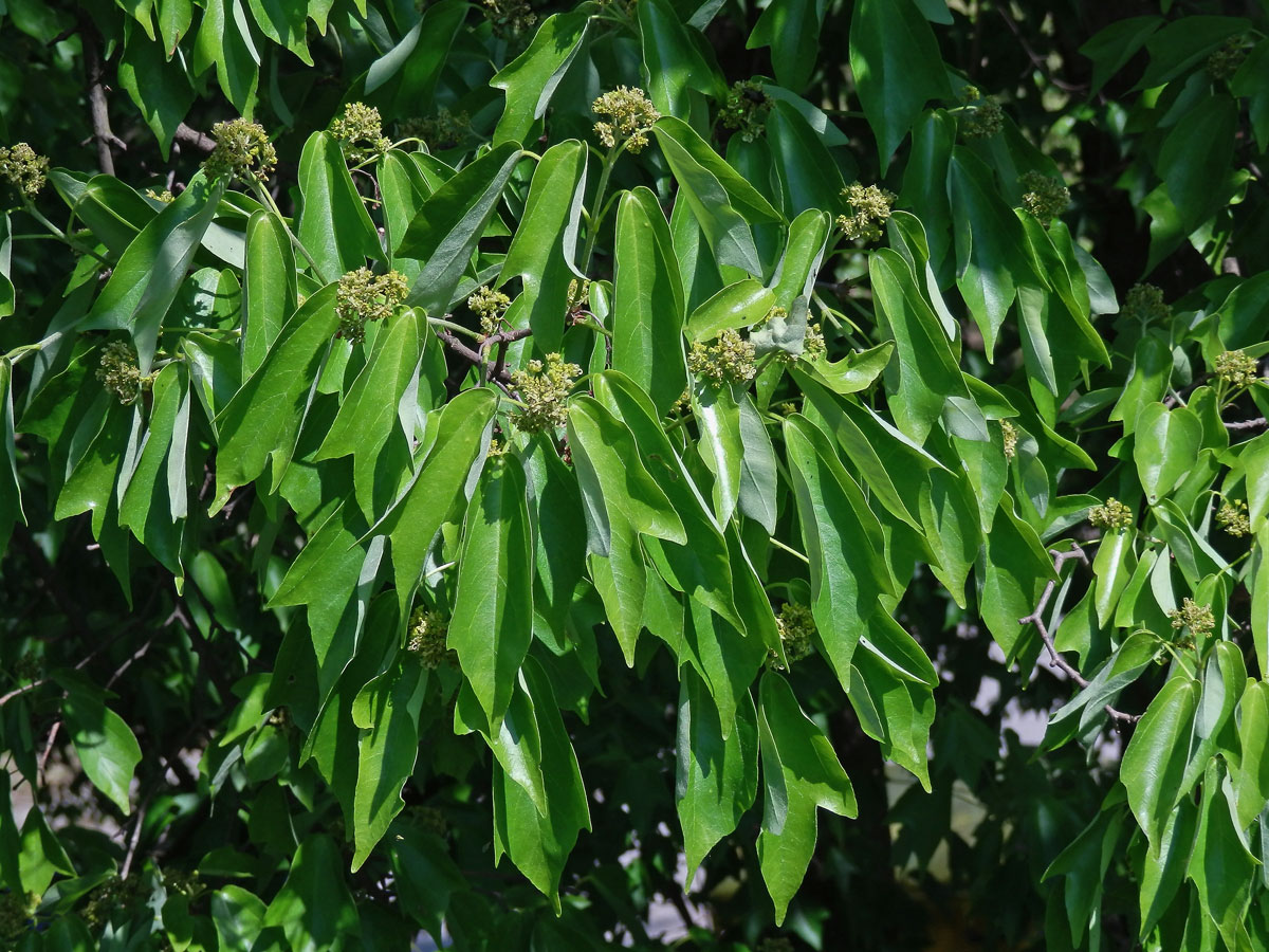 Javor Bürgerův (Acer buergerianum Miq.)