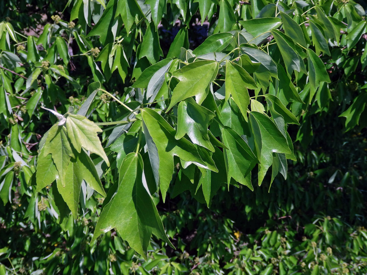 Javor Bürgerův (Acer buergerianum Miq.)