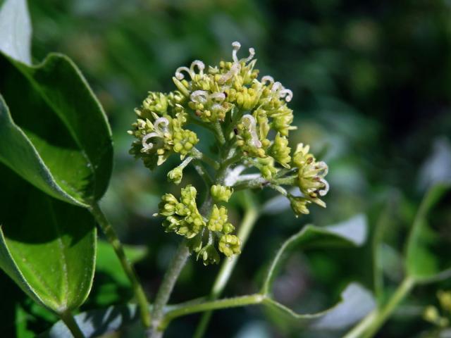 Javor Bürgerův (Acer buergerianum Miq.)